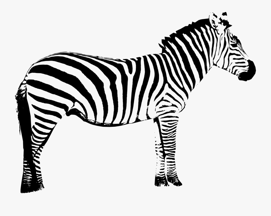 Vector Graphics Clip Art Zebra Silhouette Illustration - Zebra Black And White Clipart, Transparent Clipart