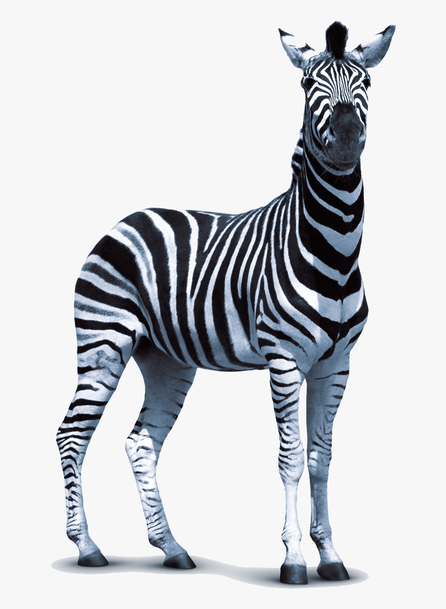 Zebra Png Vector, Clipart, Psd - Zebra Png, Transparent Clipart