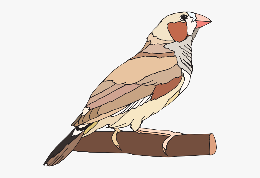 Zebra Finch Svg Clip Arts - Zebra Finch Clip Art, Transparent Clipart