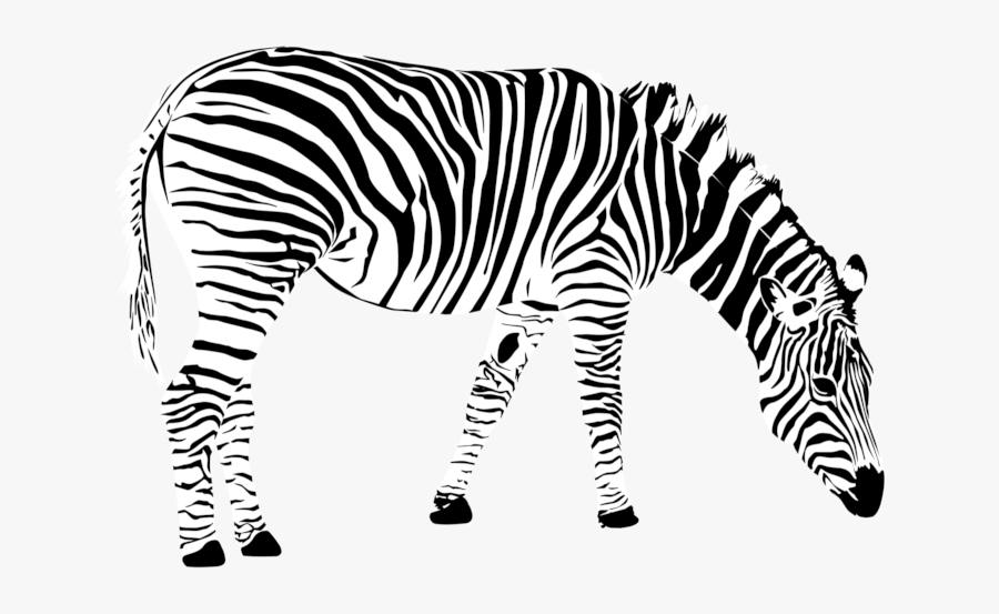 Transparent Zebra Black And White, Transparent Clipart