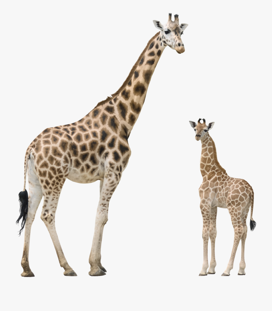Giraffe Transparent Background, Transparent Clipart