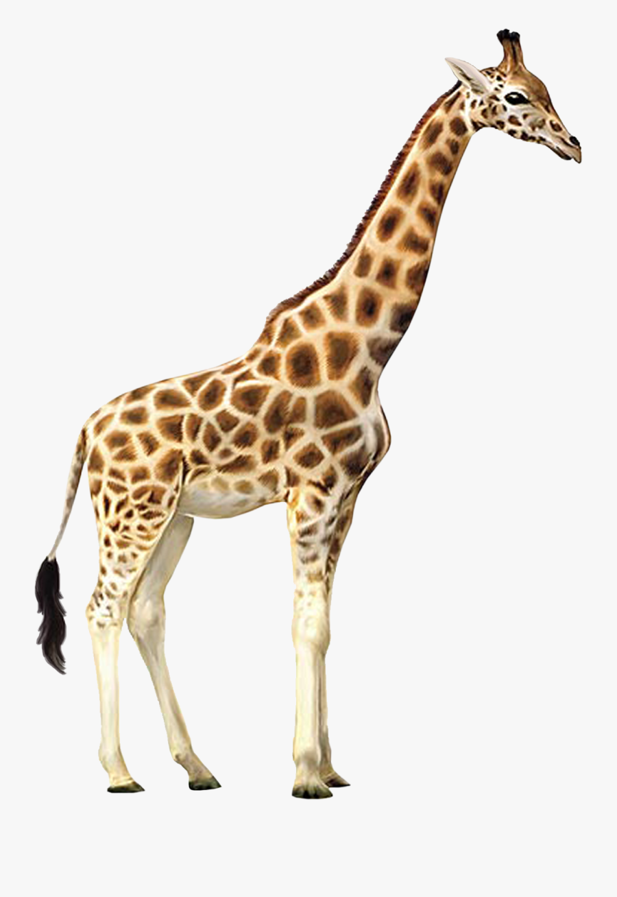 Giraffe Who Let The Kids Out Wall Decal Animal Wallpaper - Giraffe Transparent Background, Transparent Clipart