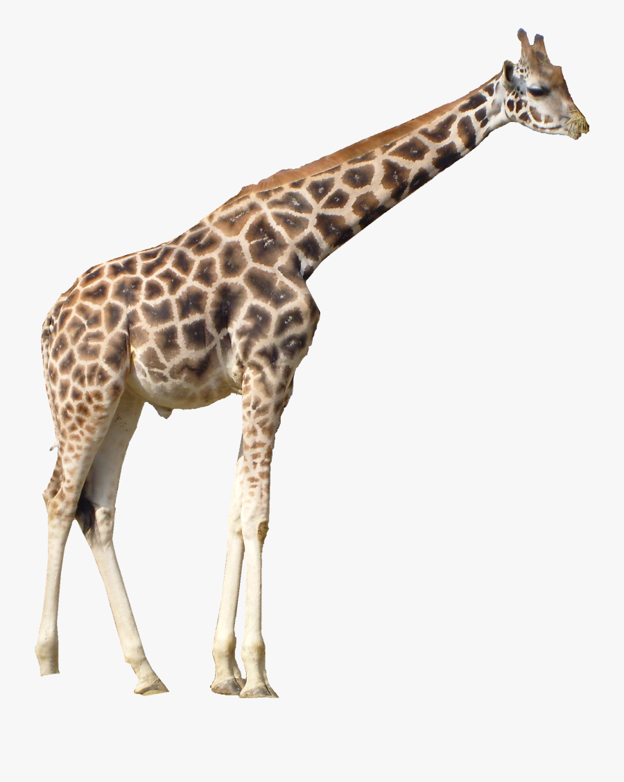 Giraffe Png, Transparent Clipart