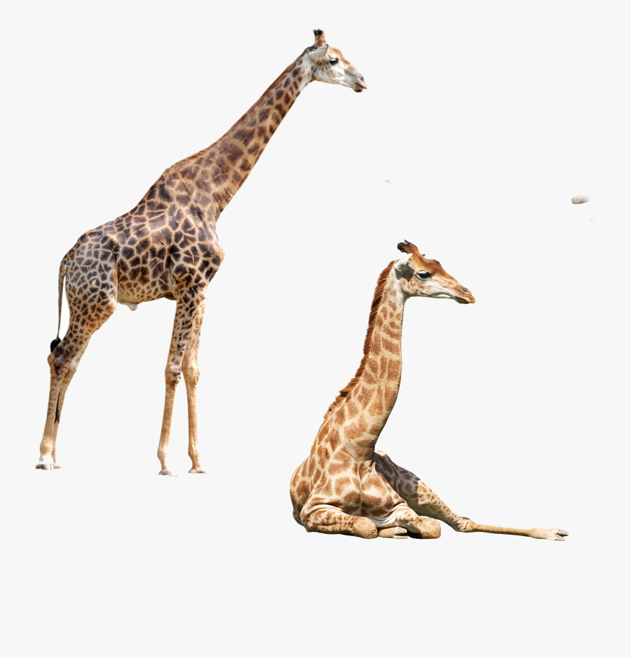 Giraffe Felidae Elephant Northern Okapi Png File Hd - 3d Animals Giraffe Png, Transparent Clipart