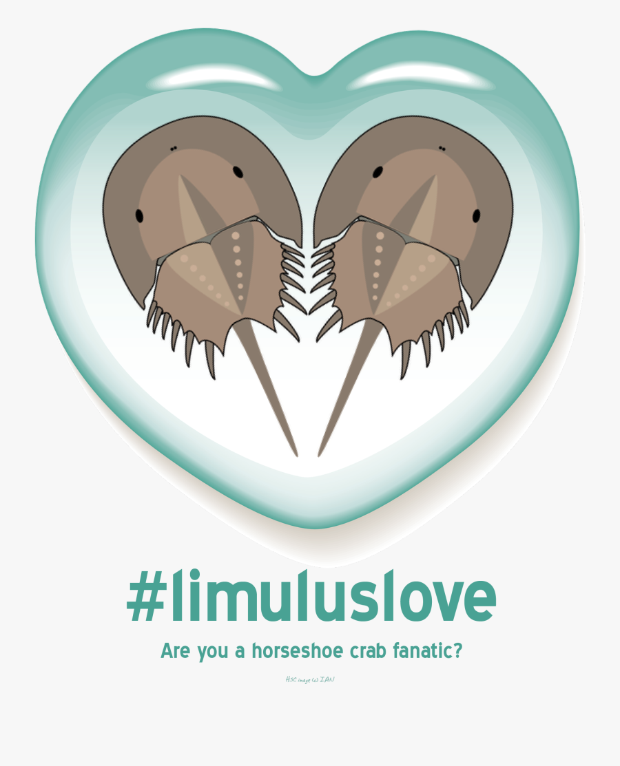 Facts About The - Horseshoe Crab Love, Transparent Clipart