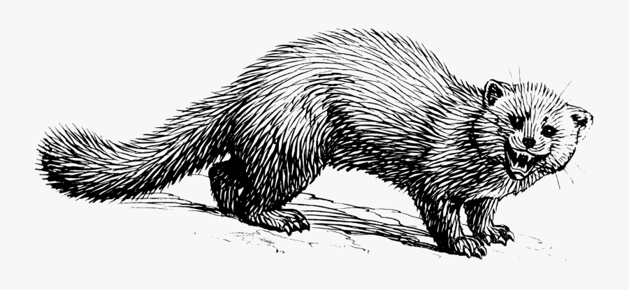 Art,monochrome Photography,carnivoran - Marten Clipart, Transparent Clipart