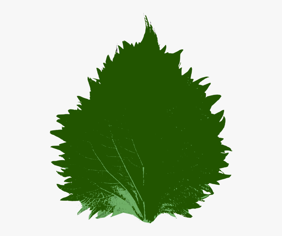 Plant,leaf,tree - Beefsteak Plant, Transparent Clipart