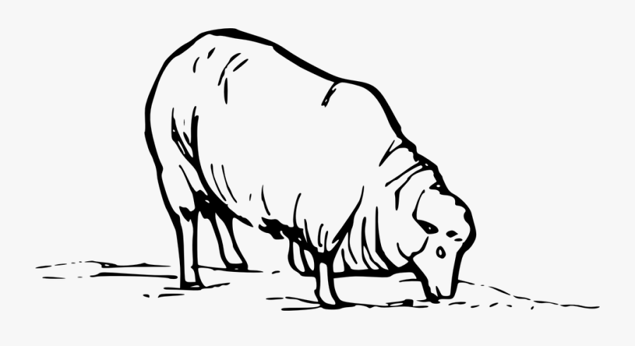 Barn, Farm, Sheep, Grazing, Graze, Grass, Animal, Wool - Sheep Clip Art, Transparent Clipart
