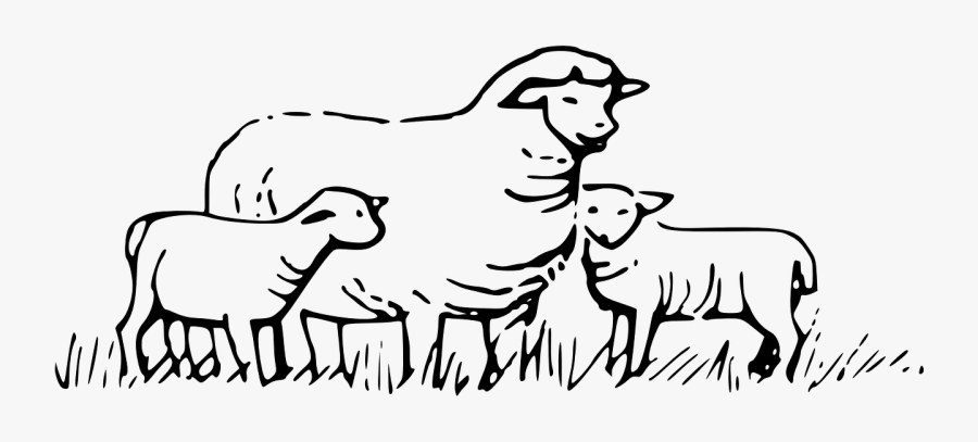 Sheep Animals Field Barn Babies Png Image - Sheeps Clipart Black And White, Transparent Clipart