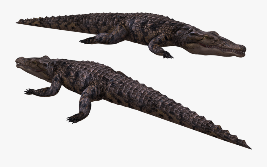 Crocodile, Transparent Clipart