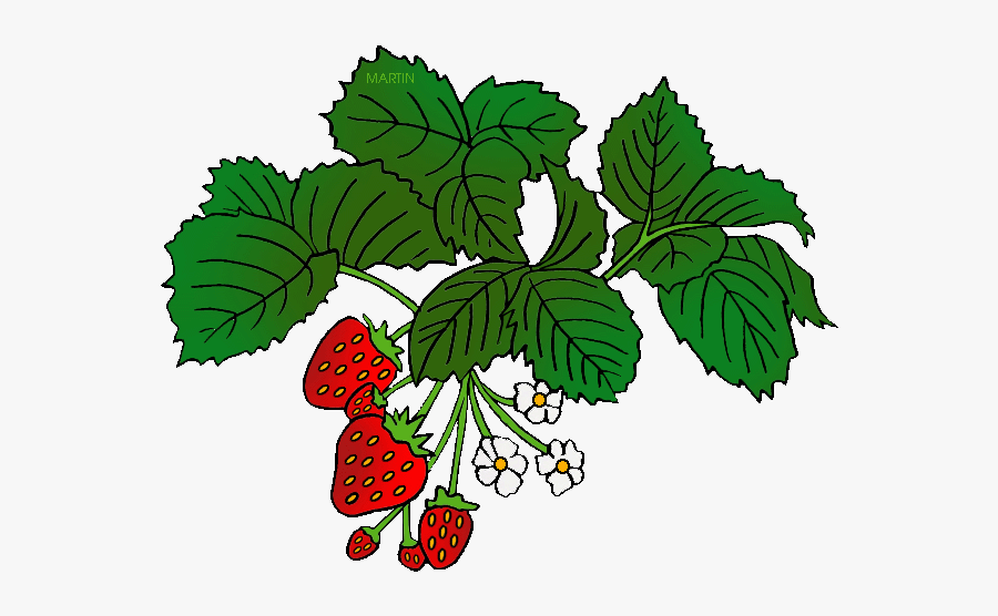 Louisiana State Fruit - Food Chain For Year 2, Transparent Clipart