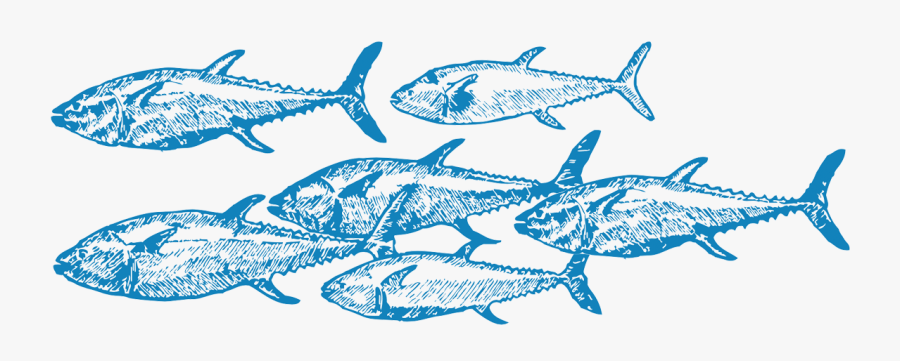 Challenges For Overfishing Include Monitoring Fishing - School Of Fish Drawing, Transparent Clipart