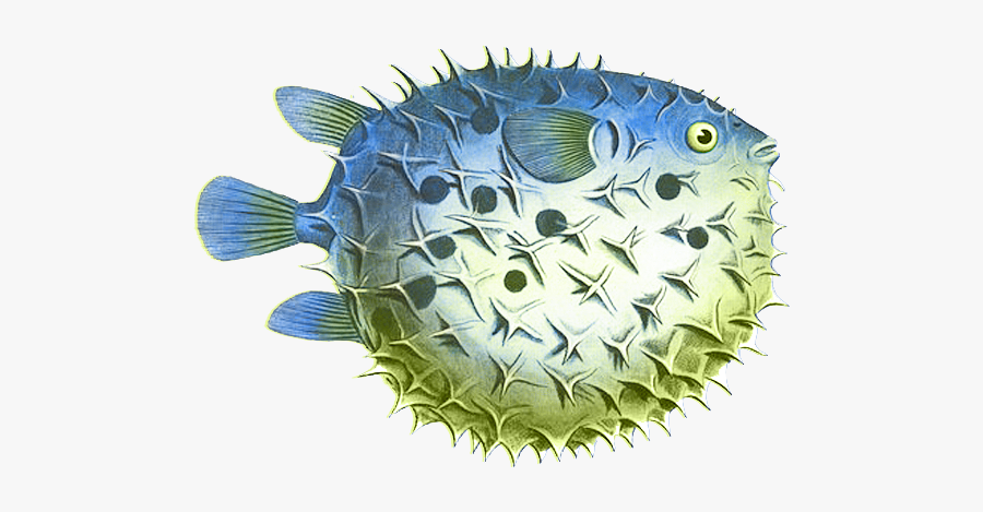 Puffer Fish Png Clipart - Puffer Fish Png, Transparent Clipart