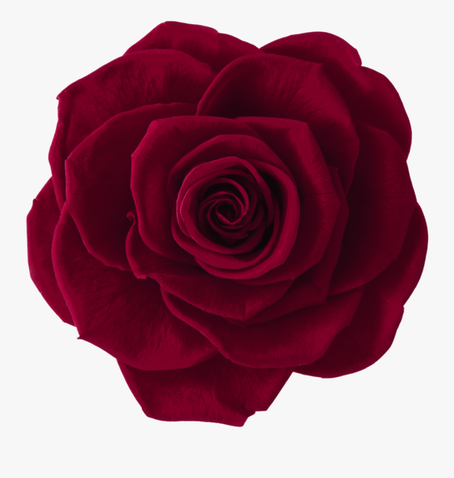 Red Rose - Floribunda, Transparent Clipart