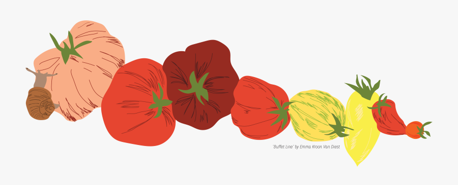 Tomatoes Clipart Community Garden - Pumpkin, Transparent Clipart