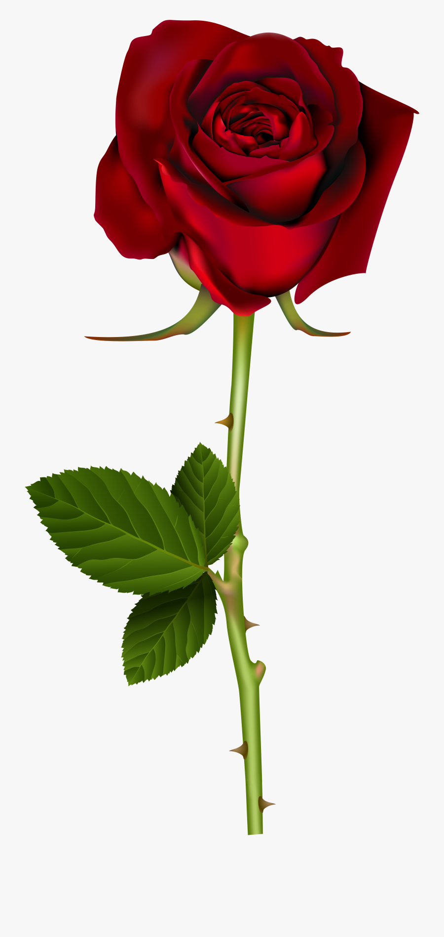 Red Rose Png Transparent Image - Transparent Background Red Rose Png, Transparent Clipart