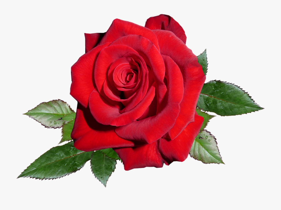 Romance Red Rose Clipart - Garden Roses, Transparent Clipart