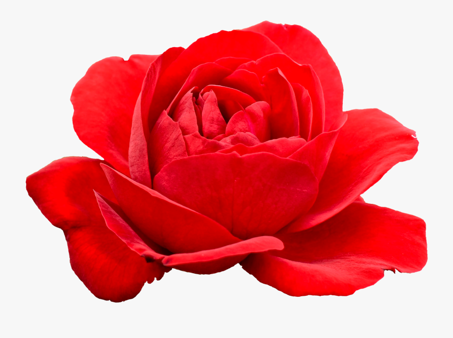 Flower Icon Clipart - Clipart Rose Flower Png, Transparent Clipart