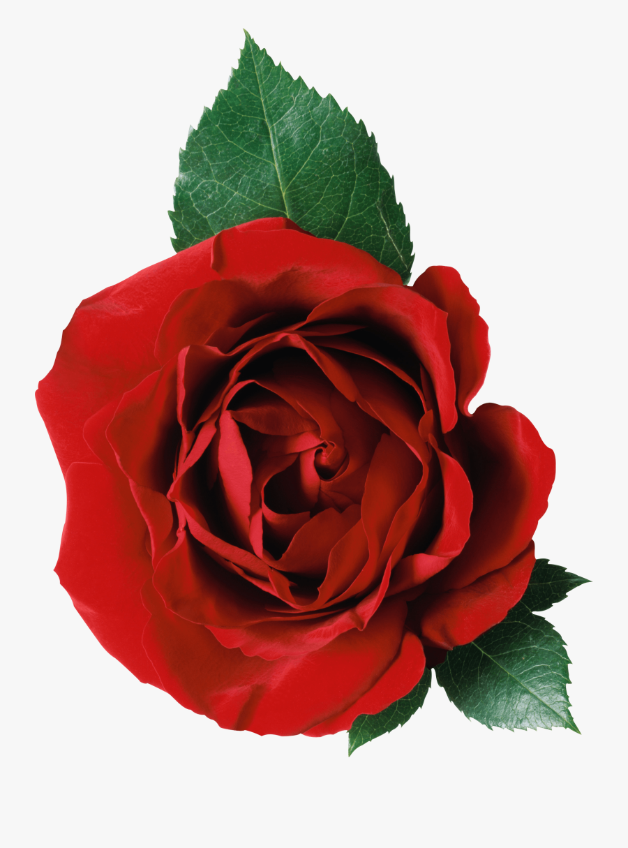 Rose Flower Png, Transparent Clipart
