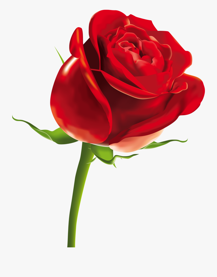 Red Rose Png, Transparent Clipart