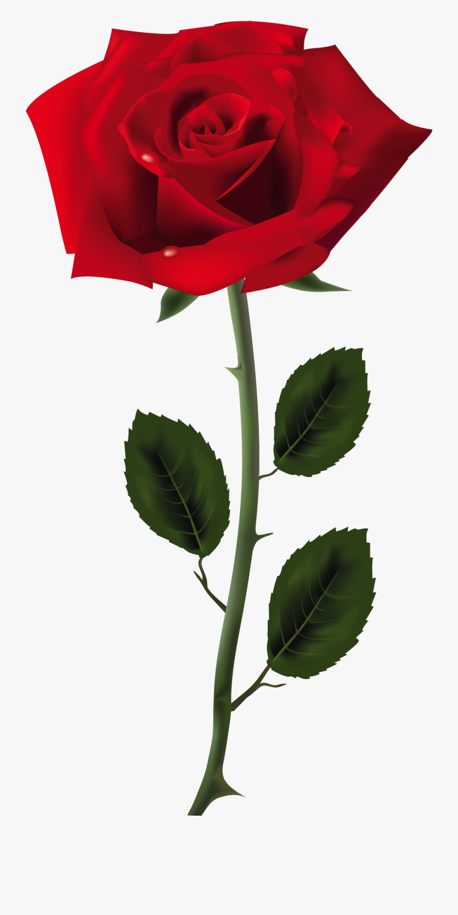 Red Rose Png Art Picture - Rose Png, Transparent Clipart