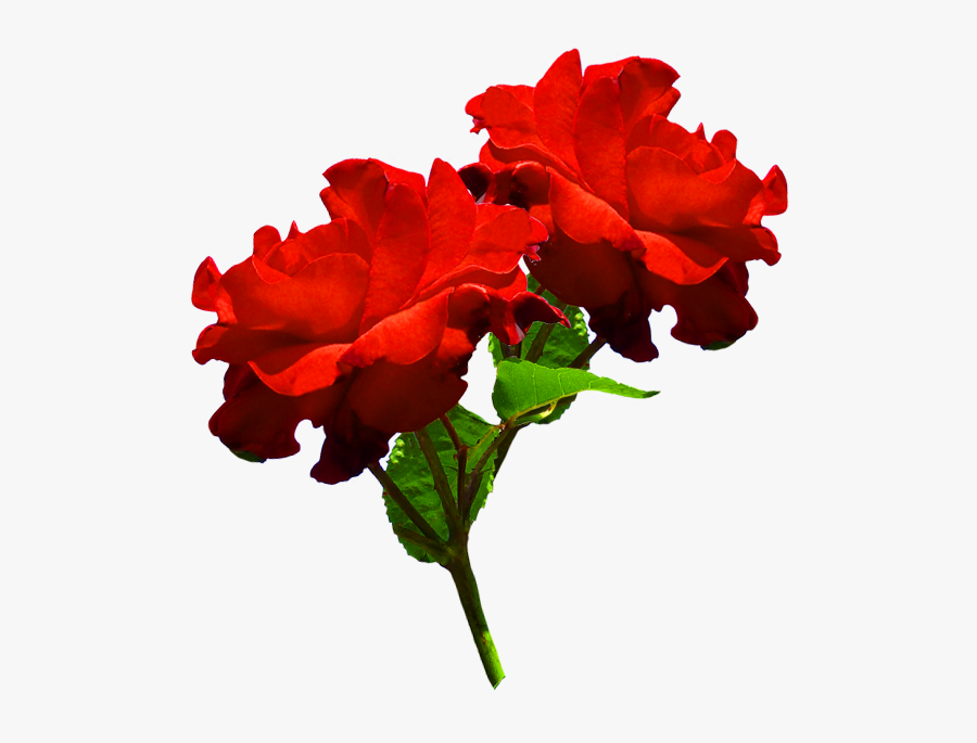 Clipart Of Two Red Roses - Two Red Roses Png, Transparent Clipart