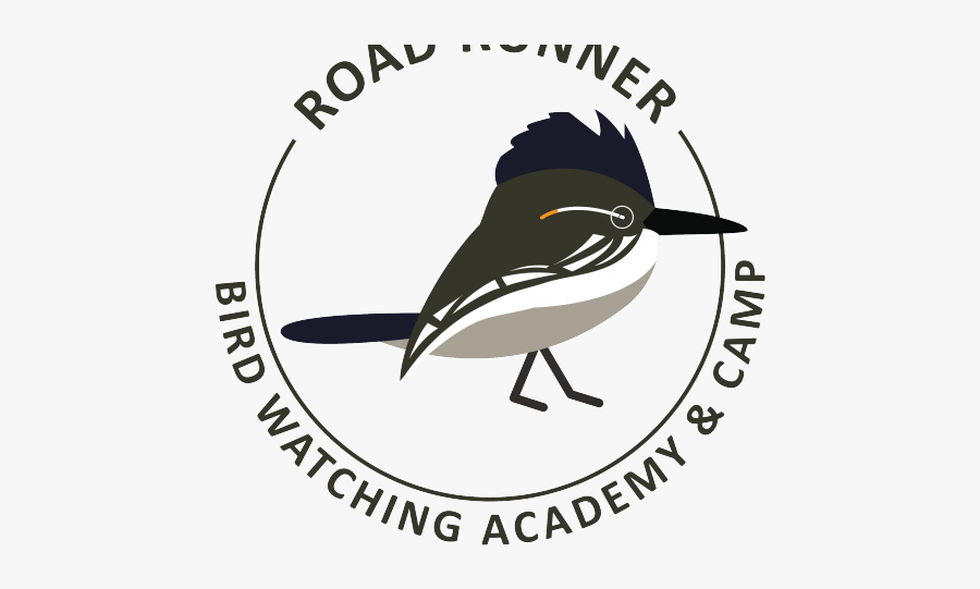 Old World Flycatcher, Transparent Clipart