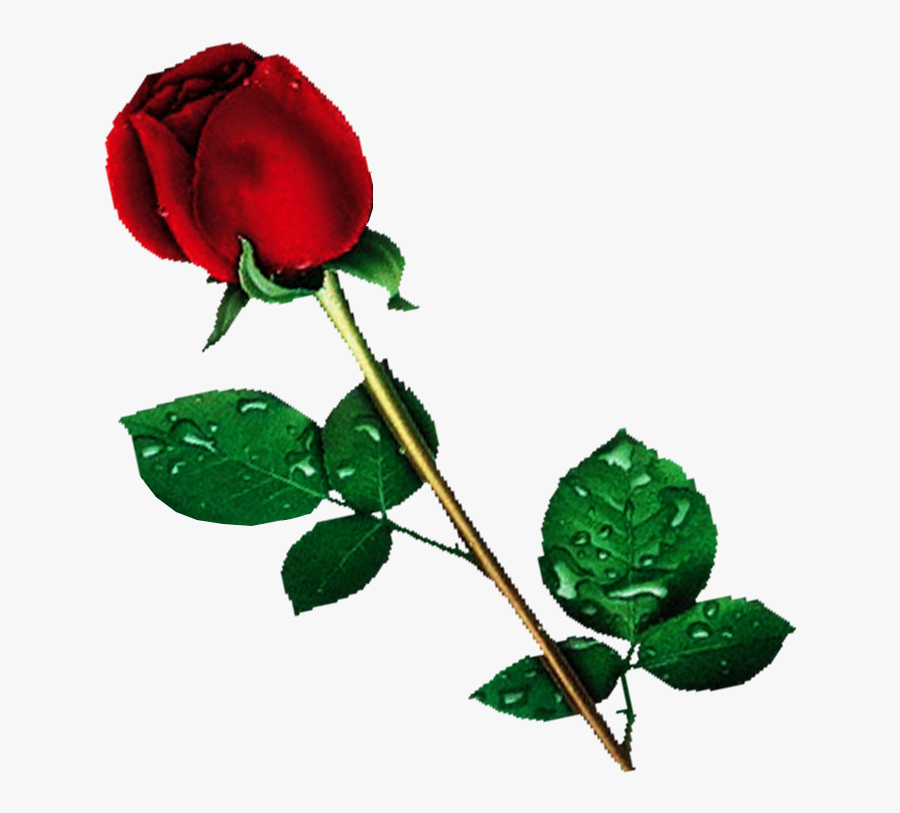 Red Rose Clipart Backgroundless - Rose Flower Transparent Background, Transparent Clipart
