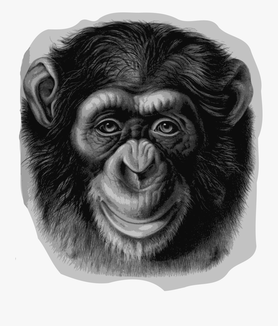 Ape Clipart Chimpanzee - Chimpanzee Transparent Background Free, Transparent Clipart