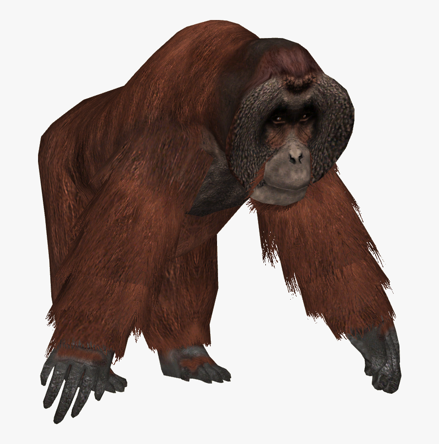 Transparent Zoo Clipart Png - Bornean Orangutan Png, Transparent Clipart