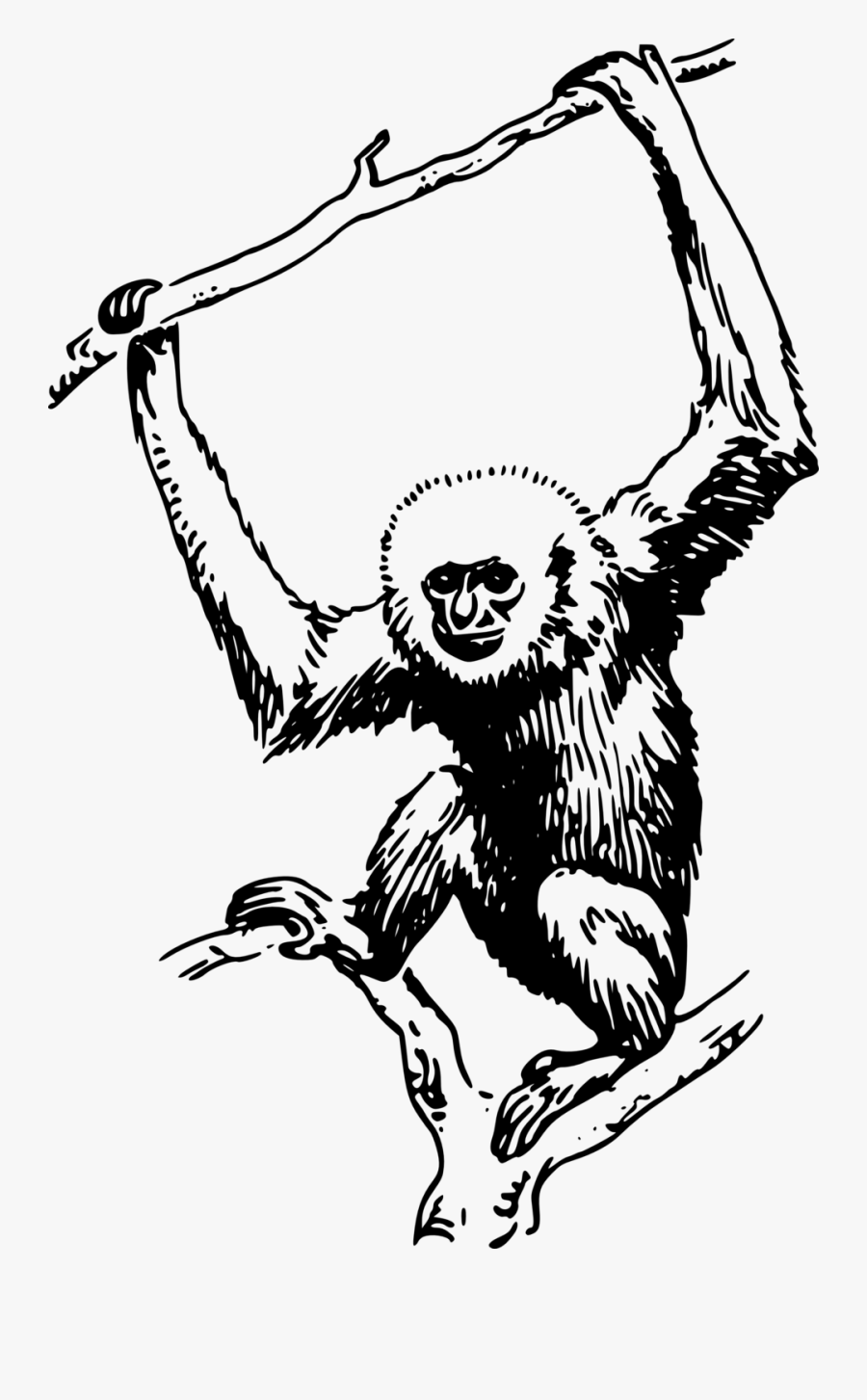 Ape - Gibbon Black And White, Transparent Clipart