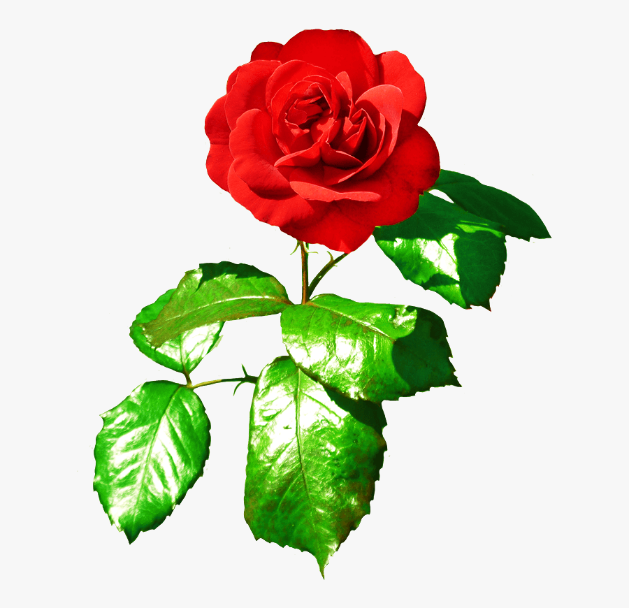 Red Rose Clipart Rose Leaf - Red Rose With Green Leaves, Transparent Clipart