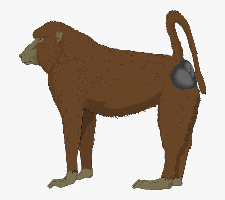 Blue Bottomed Ape Svg Clip Arts - Baboon Clipart, Transparent Clipart