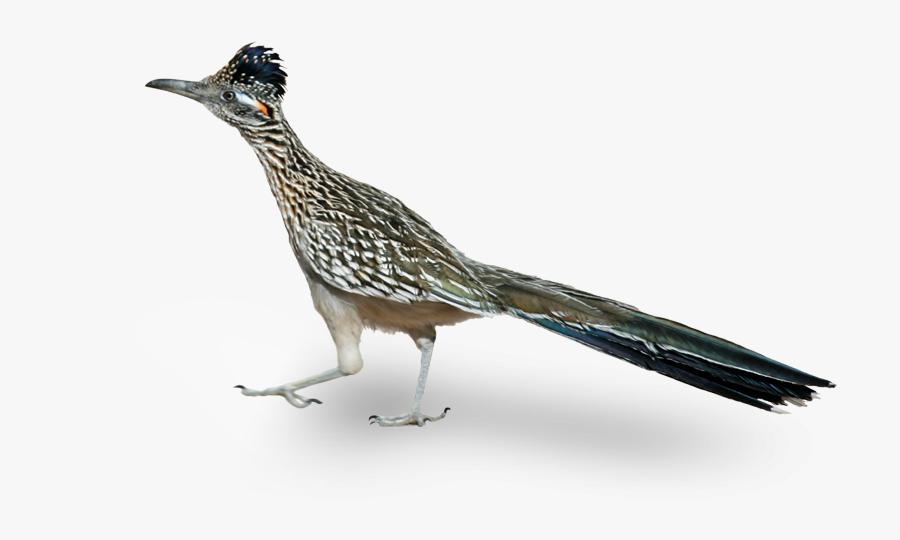 A Roadrunner Is A Native Bird To Phoenix Arizona - Imagen De Corre Caminos, Transparent Clipart