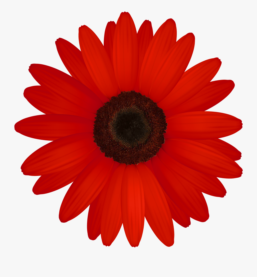 Daisy Clip Art, Transparent Clipart