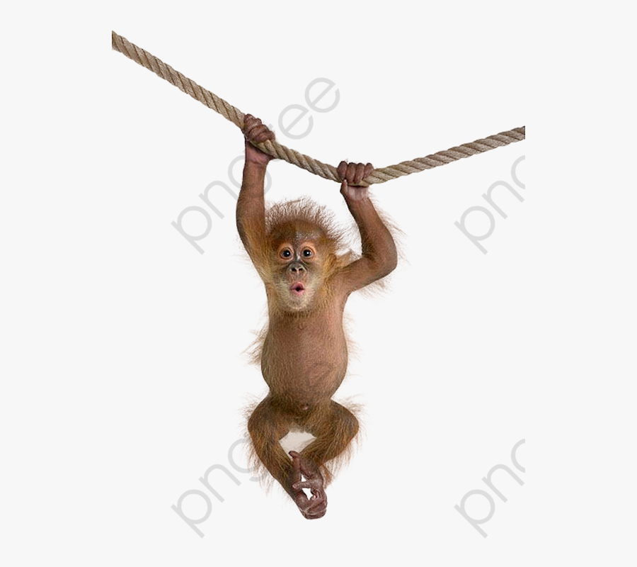 Monkeys On A Clipart Macaque Image And - Monkey Png, Transparent Clipart