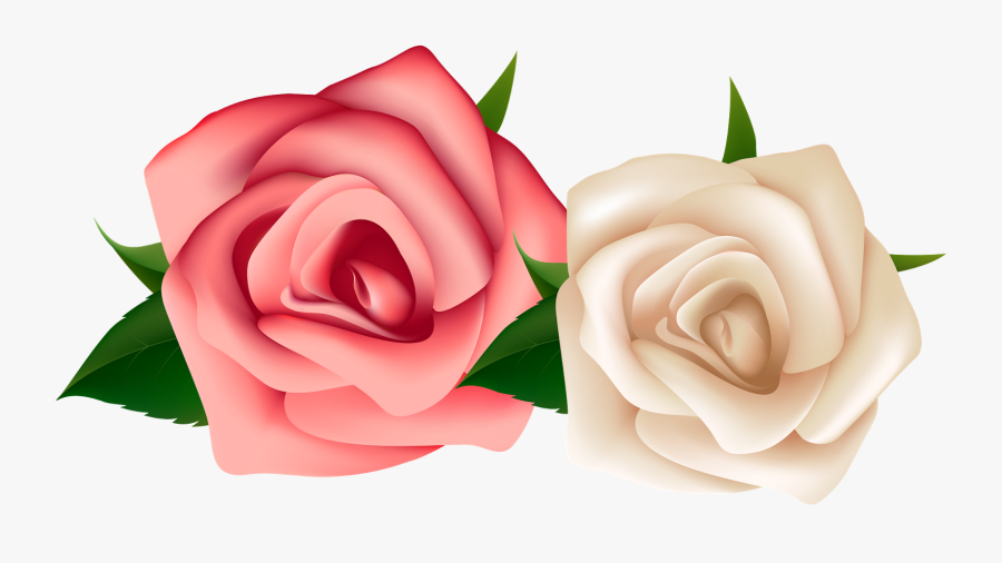 Red And White Rose Png Clipart , Png Download - Clip Art White Rose, Transparent Clipart