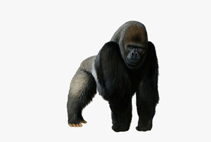 Ape Clipart Transparent Background - Gorilla Png, Transparent Clipart