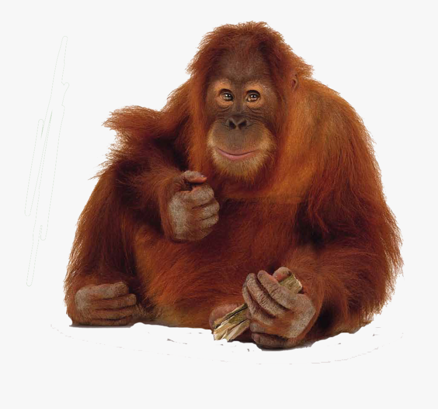 Ape Clipart, Transparent Clipart