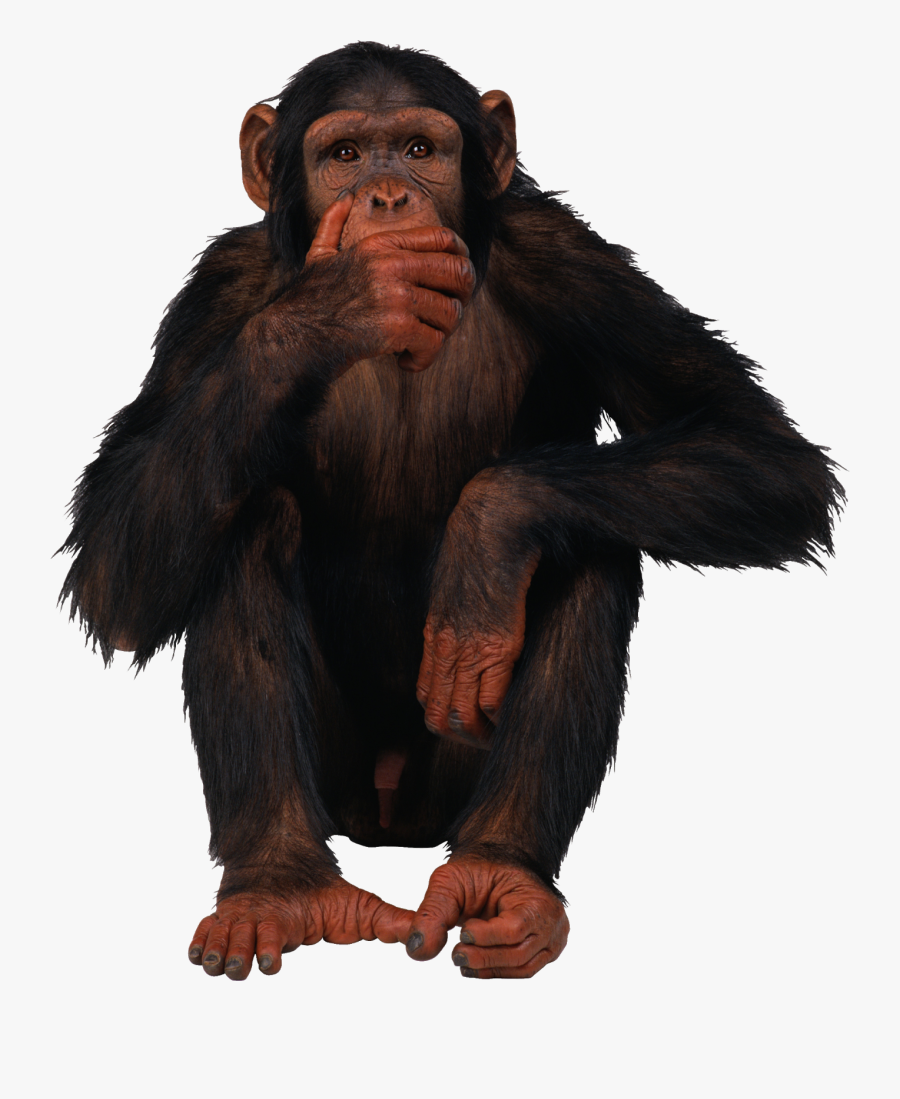 Best Free Monkey High Quality Png - Monkey Png, Transparent Clipart