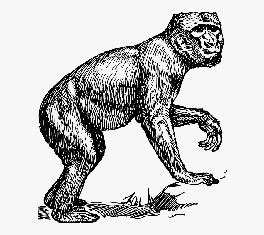 Animales Mono Macaco Mamferos Primate Barbary Ape Clipart- - Ape Drawing Png, Transparent Clipart