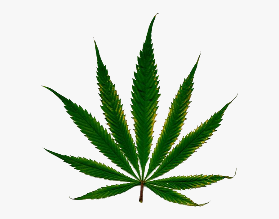 Cannabis Leaf Png Hd Clipart Image - Weed With White Background, Transparent Clipart