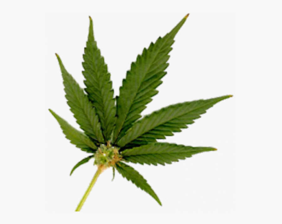 Pot Leaf Transparent Png - Legalization Of Marijuana, Transparent Clipart