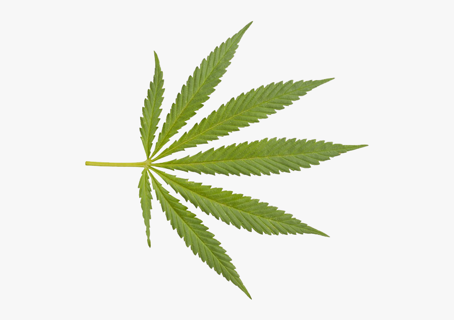 Transparent Weed - Transparent Background Marijuana Leaf, Transparent Clipart