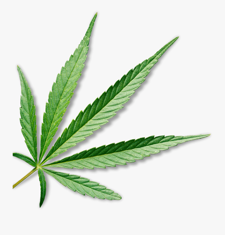 Transparent Marijuana Plant Png - Marijuana Leaf Transparent Background, Transparent Clipart