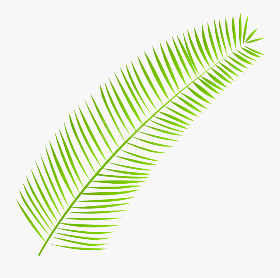 Free Png Download Palm Leaf Clipart Png Photo Png Images - Watercolor Leaf Line Transparent, Transparent Clipart