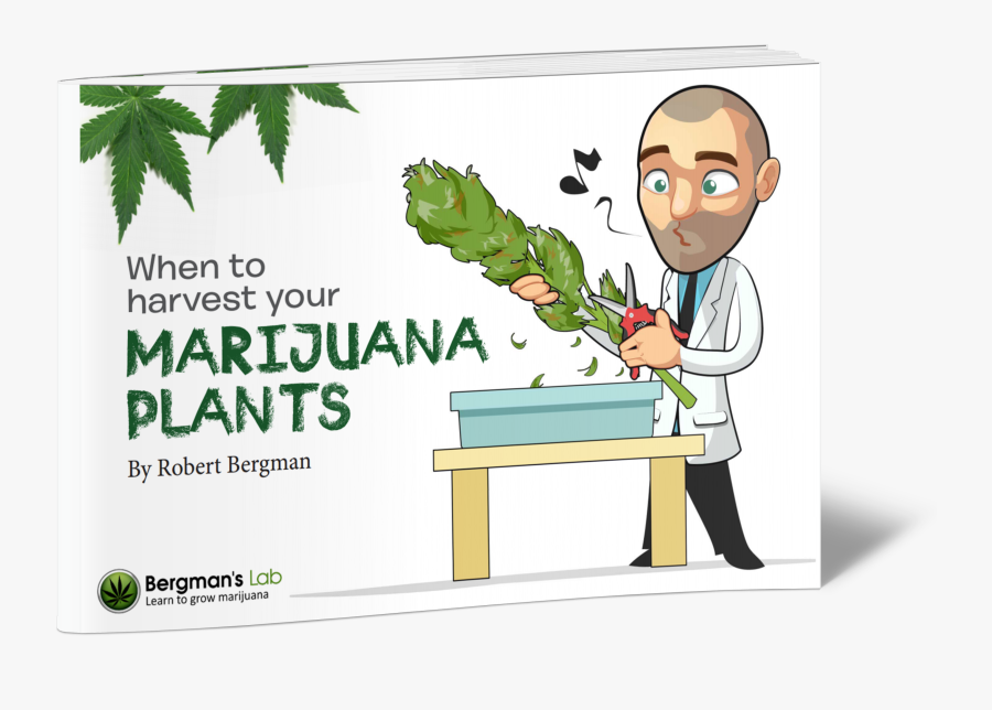 Love Growing Marijuana, Transparent Clipart