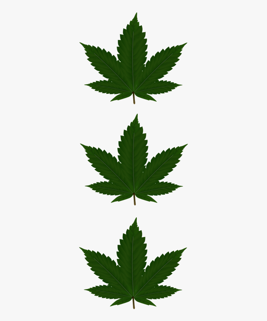 Cannabis Leaves Three - Marijuana Leaf Transparent Background, Transparent Clipart