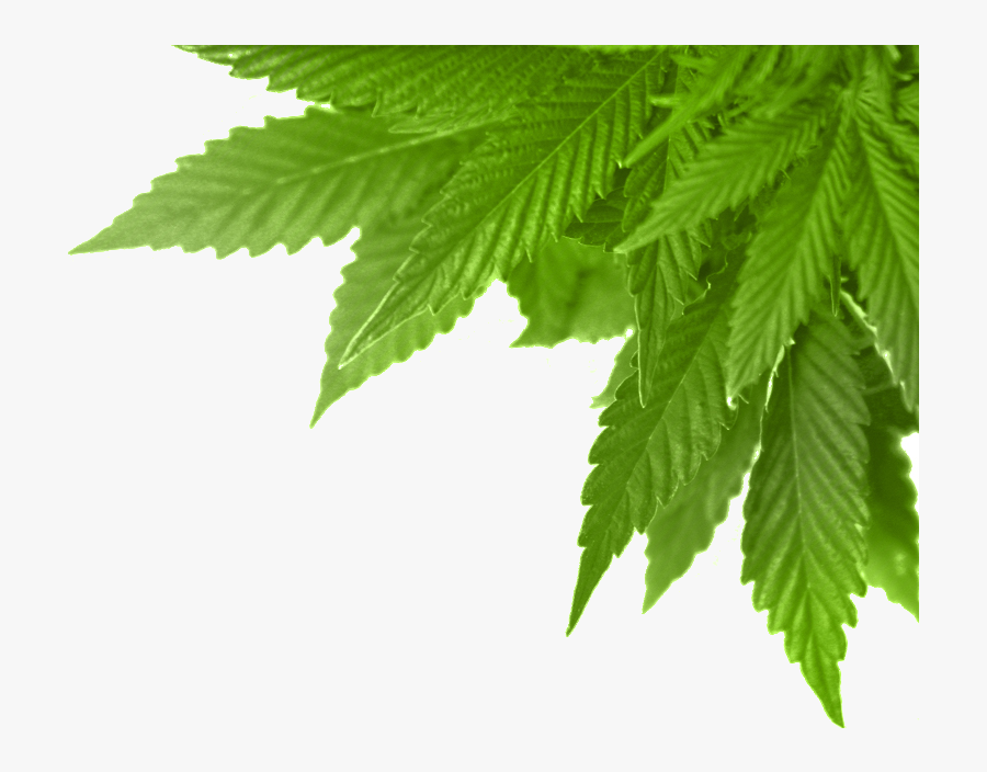 Real Marijuana Leaf Png , Png Download - Cannabis Png, Transparent Clipart