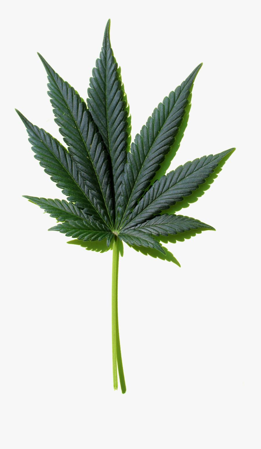 Marijuana Leaf Image Free To Use Creative Commons - Weed Png, Transparent Clipart